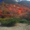 姥が平から望む茶臼岳の紅葉が綺麗でした 