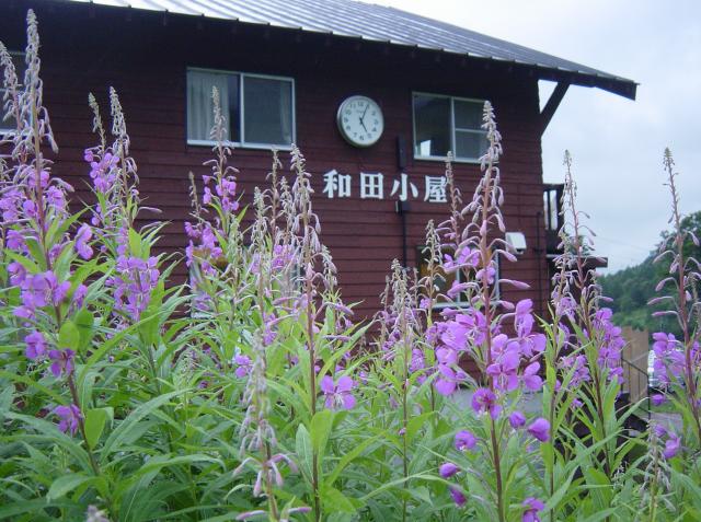 和田小屋周辺は花に囲まれる 