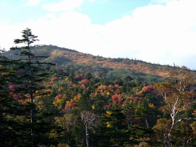 2010年の紅葉の様子。標高1630m付近 