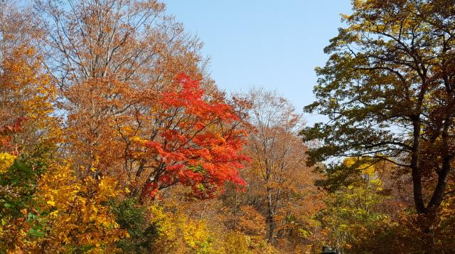 紅葉は和田小屋周辺で見ごろをむかえています。
