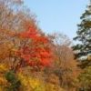 紅葉は和田小屋周辺で見ごろをむかえています。