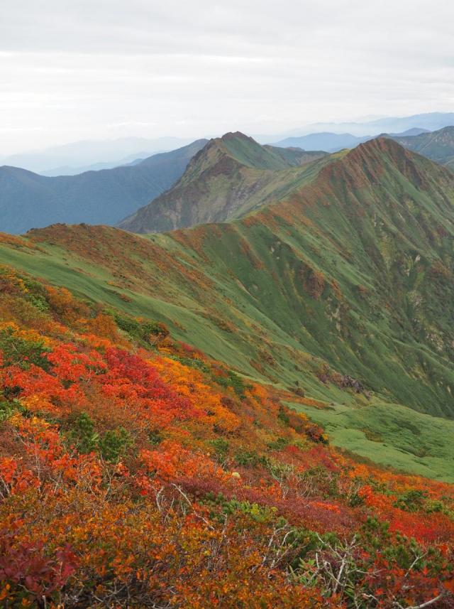 稜線の紅葉（みんなの登山記録　やぎやぎ さんの投稿から）