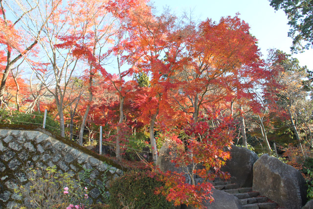 筑波山の紅葉は見頃を迎えています 