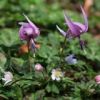 カタクリ　筑波山の山頂付近には、自然のカタクリの花がおよそ３万株自生しています。
