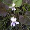 高尾で初めて発見された、タカオスミレも咲きました 