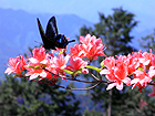 ツツジの花の蜜を吸うミヤマカラスアゲハ 