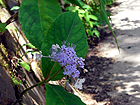タマアジサイの花。これから初秋にかけて見られる花期の長い植物です。 