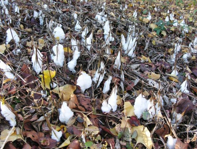 シモバシラの氷の花