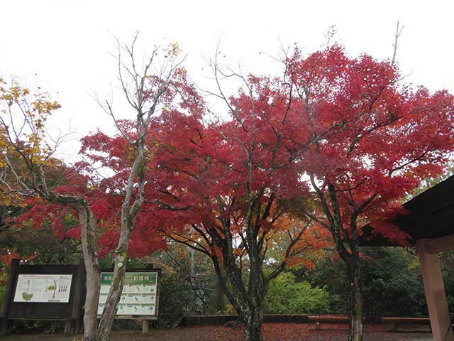 高尾山の紅葉（みんなの登山記録　釣り好き さんの投稿から）