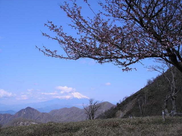 晴天の蛭ヶ岳から富士山を望む 