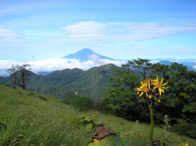 蛭ヶ岳よりマルバダケブキの花と富士山 
