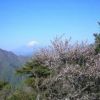 富士山を望みつつ、山頂で満開となったヤマザクラやマメザクラ