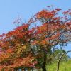シロヤシロが紅葉に向けて、早くも色づき始めました。例年紅葉のピークは10月中旬です。