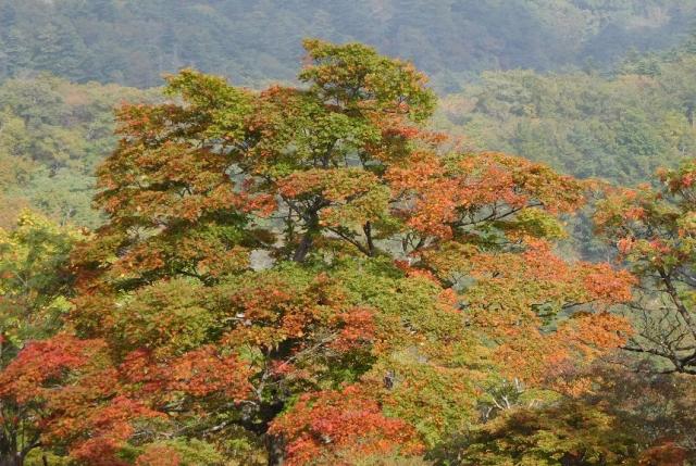 山頂付近の樹々は一気に紅葉し、シロヤシロやナナカマドの実も真っ赤に染まっています。(2015.09.22　蛭ヶ岳山荘 )