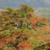山頂付近の樹々は一気に紅葉し、シロヤシロやナナカマドの実も真っ赤に染まっています。