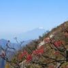晩秋　紅い実と富士山