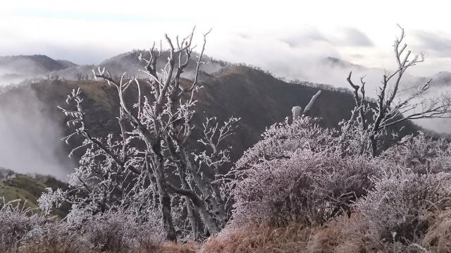 早朝、木々についた雨粒は凍りつき、まるで霧氷。幻想的な景色でした。