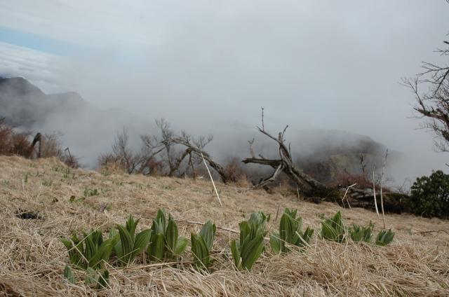蛭ヶ岳山頂は新芽や開花の季節を迎えバイケイ草の新芽が出始めました。