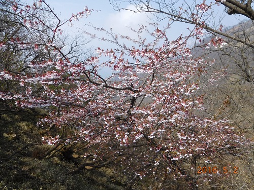 蛭ヶ岳山頂付近はサクラが満開シーズンを迎え、バイケイソウも青々としています。