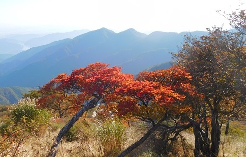 蛭ヶ岳山頂の紅葉は今がピーク。カエデやシロヤシオがすっかり色づいています。