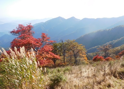 丹沢の紅葉は、徐々に山の中腹へ移っていきます。姫次付近の唐松の紅葉は圧巻です。