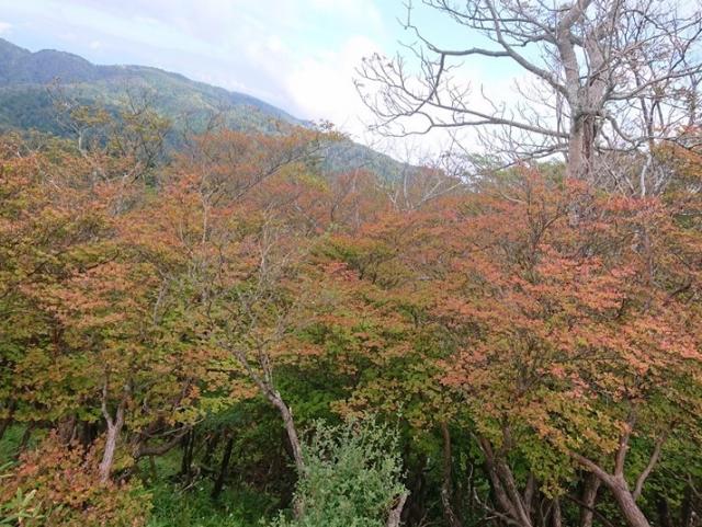シロヤシオなど、紅葉の早い木は色づき始めました
