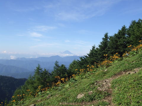 稜線からみる富士山（ここ数年は稜線にマルハダケブキが群生していて綺麗） 
