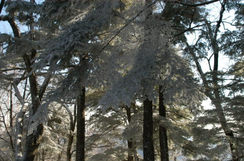 木々に雪が乗り、冬化粧の雲取山周辺 
