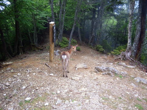 白岩山頂で見かけた小鹿 
