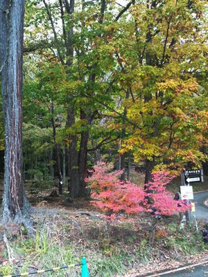 山荘も紅葉に包まれています。