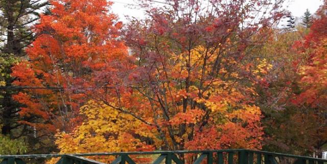 山荘テラス席からの紅葉。