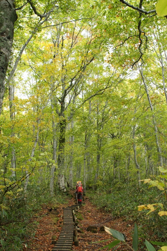 笹ヶ峰のブナも色付き始めた。来週末にかけて黄葉の森を楽しめそうです 