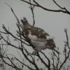 雷鳥平付近で雷鳥に会えました。冬毛になりかけで吹雪饅頭のようでした 