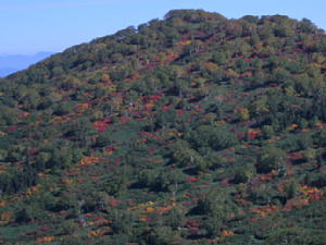 大倉山の紅葉