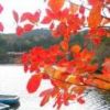 白駒池の紅葉 