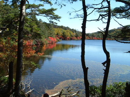 毎年10月には美しく色づく白駒池の紅葉が待ち遠しいです。 