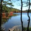 毎年10月には美しく色づく白駒池の紅葉が待ち遠しいです。 