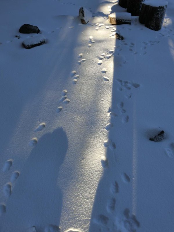 今朝、新雪の上に動物の足跡を見つけました。テンかキツネあたりだと思います。
