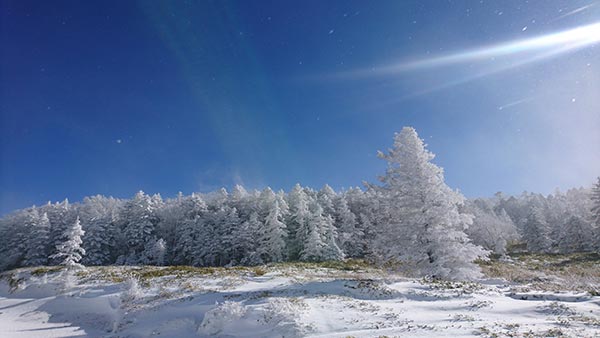 何回見ても、雪化粧した森と青空は美しいです