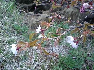 タカネザクラが咲き始めました 