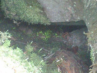 唐沢に近い岩の間でヒカリゴケを見つけました。中央のコケがヒカリゴケです 
