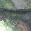 唐沢に近い岩の間でヒカリゴケを見つけました。中央のコケがヒカリゴケです 