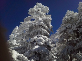 樹氷がキレイです 