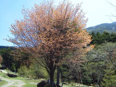 登山口の桜 