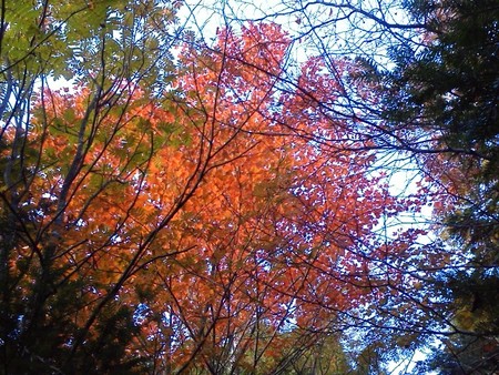 紅葉の見頃は小屋と登山口の中間辺りまで、下がっています。 