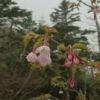 タカネザクラ開花しました。
