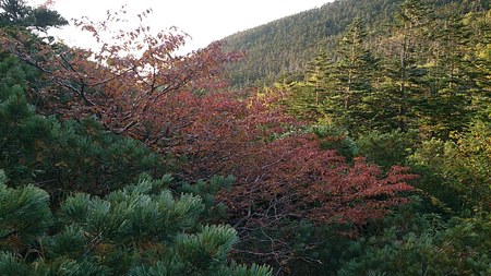紅葉はやや早めに進み、周辺でも少し色がついてきました。
