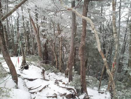 樹林帯にも積雪があります
