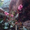 岩陰にひっそり咲くイワカガミ