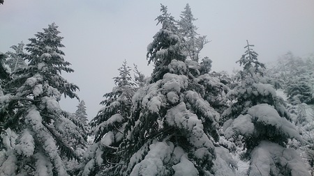 昨日降った雪